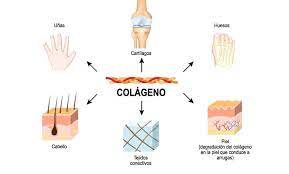 Colágeno | tipos de Colágeno y para que sirve cada uno||Colágeno | tipos de Colágeno y para que sirve cada uno|||Suplemento de colágeno|